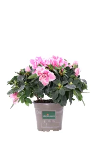 Azalea Bicolor v12 egarden.store 1 Azalea Bicolor v12 egarden.store online