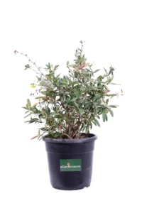 Berberis Candidula v24 egarden.store online