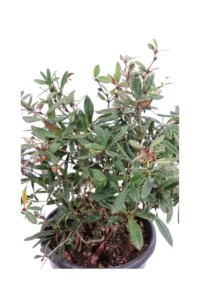 Berberis Candidula v24 egarden.store online