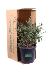 Berberis Candidula v24 egarden.store online
