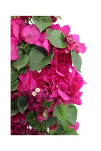 Bougainvillea Californiana Electric Purple v20 egarden.store online
