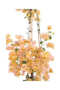 Bougainvillea Californiana V.24 Cm - Varie Colorazioni