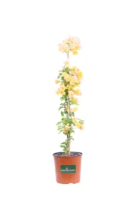 Bougainvillea Californiana Oro v17 egarden.store online
