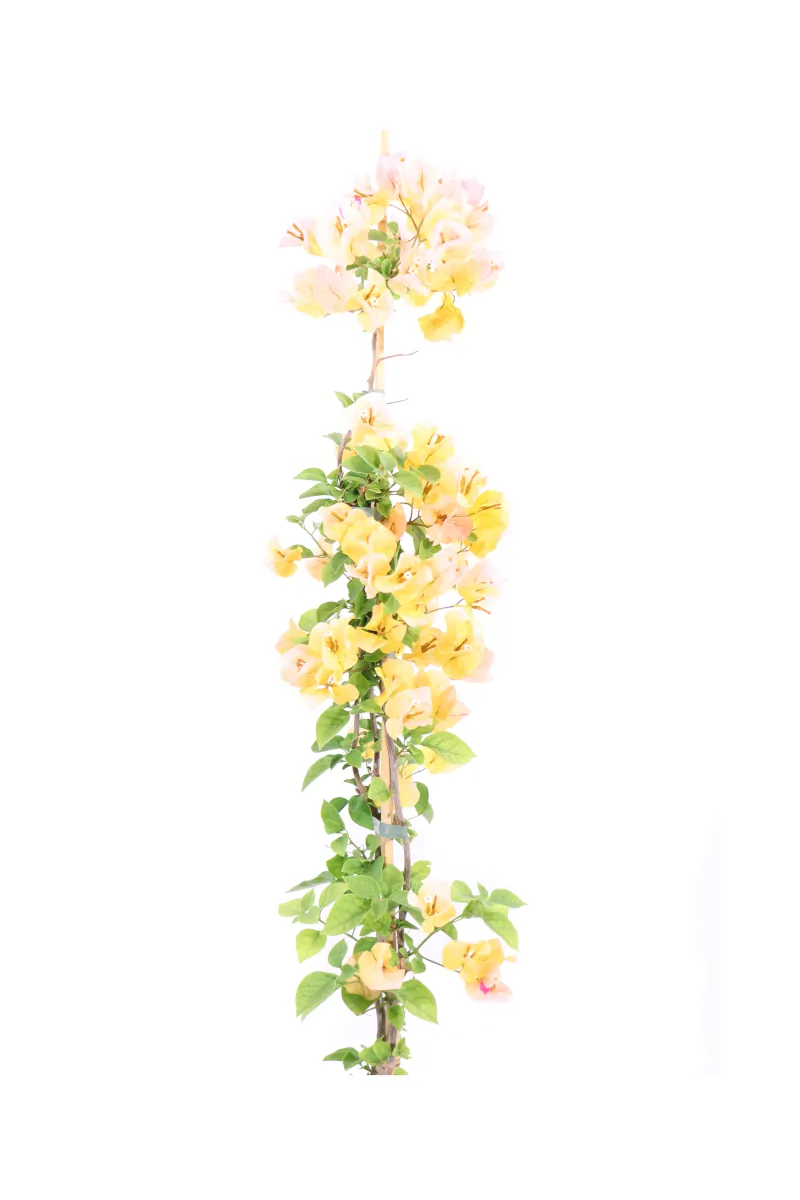 Bougainvillea Californiana Oro v17 egarden.store online