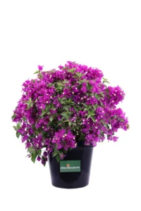 Bougainvillea Sanderina cespuglio v30 egarden.store online