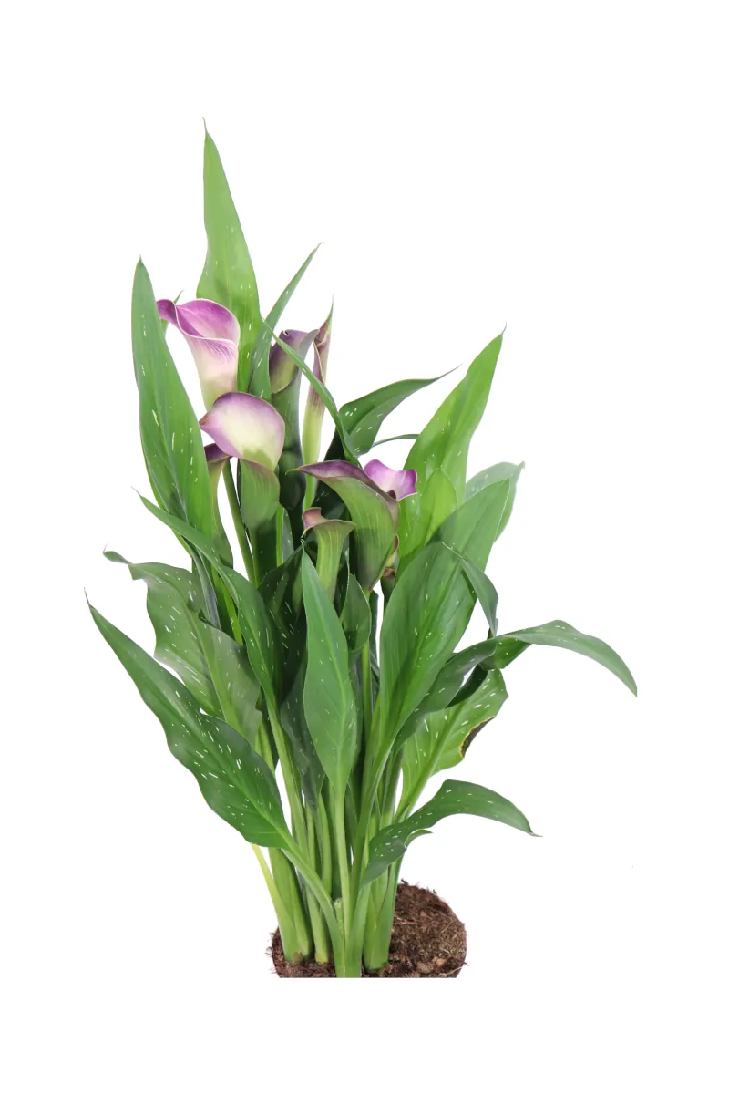 Calla - Zantedeschia Viola v.12 egarden.store online