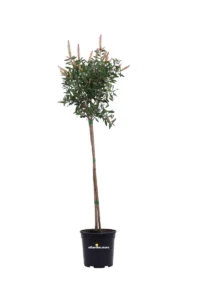 Callistemon Citrinus Splendens Alberello v21 egarden.store online