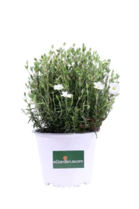 Campanula Bianca v14 egarden.store online