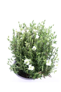 Campanula Bianca v14 egarden.store online