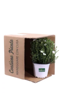 Campanula Bianca v14 egarden.store online