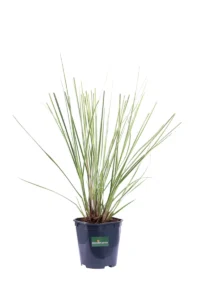Cortaderia Selloana Mini Gold Pampas v17 egarden.store 1_1 Cortaderia Selloana Mini Gold Pampas v17 egarden.store online