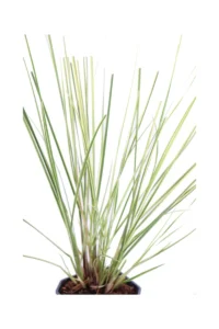 Cortaderia Selloana Mini Gold Pampas v17 egarden.store 2 Cortaderia Selloana Mini Gold Pampas v17 egarden.store online