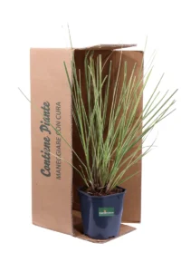 Cortaderia Selloana Mini Gold Pampas v17 egarden.store 3 Cortaderia Selloana Mini Gold Pampas v17 egarden.store online