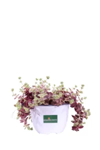 Crassula Marginalis v15 egarden.store online