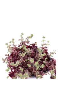 Crassula Marginalis v15 egarden.store online