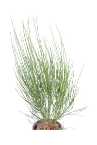 Cytisus Scoparius Boskoop Ruby v19 egarden.store online