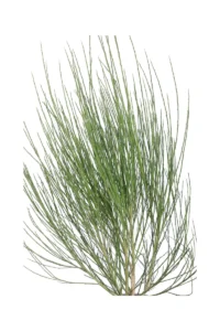 Cytisus Scoparius Red Favorite v19 egarden.store online