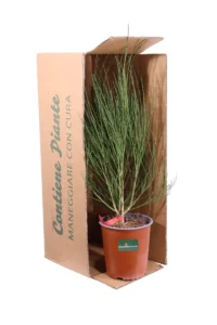 Cytisus Scoparius Red Favorite v19 egarden.store online