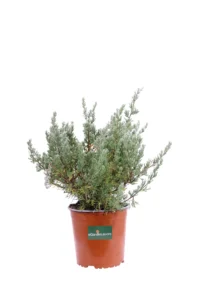 Eriocephalus Africanus v16 egarden.store online