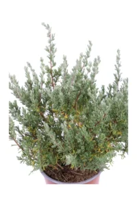 Eriocephalus Africanus v16 egarden.store online