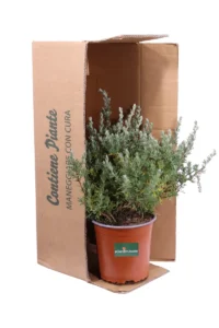 Eriocephalus Africanus v16 egarden.store online