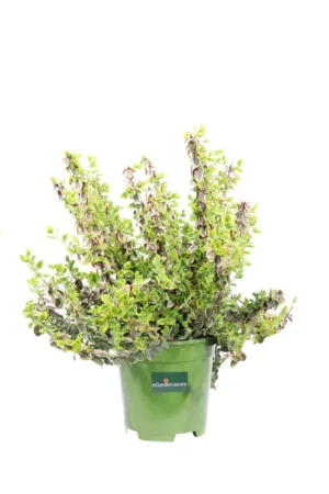 Euonymus Fortunei Emerald And Gold v17 egarden.store online