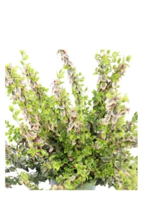 Euonymus Fortunei Emerald And Gold v17 egarden.store 2 Euonymus Fortunei Emerald And Gold v17 egarden.store online