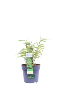 Fargesia Rufa v14 egarden.store 1 Fargesia Rufa v14 egarden.store online