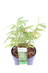 Fargesia Rufa v14 egarden.store 2 Fargesia Rufa v14 egarden.store online