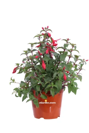 Fuchsia Rosso-Bianco v14 egarden.store online