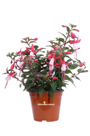Fuchsia Rosso-Rosa v.14 egarden.store online
