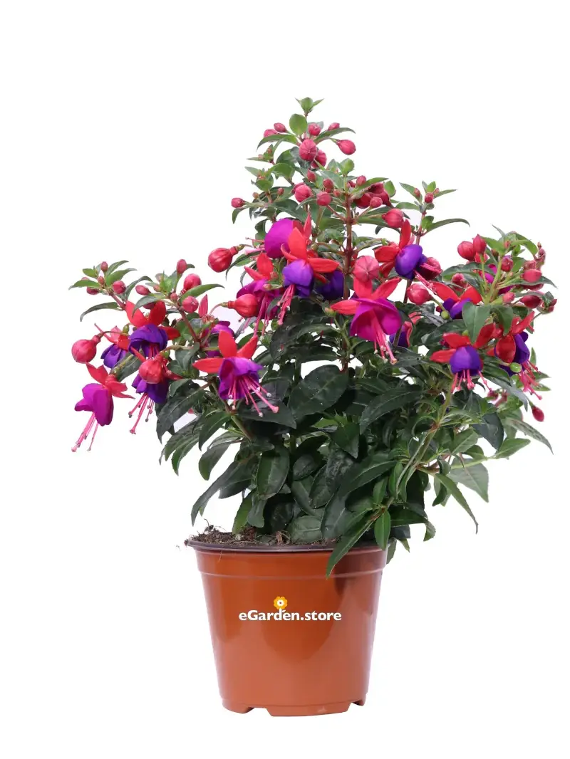 Fuchsia Rosso-Viola v.14 egarden.store online