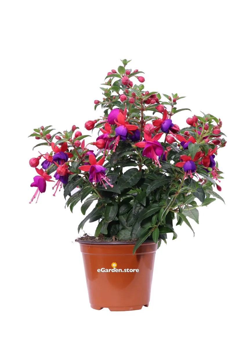 Fuchsia Rosso-Viola v.14 egarden.store online