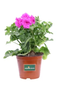 Geranio Edera Fucsia v14 egarden.store online