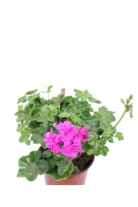 Geranio Edera Fucsia v14 egarden.store online