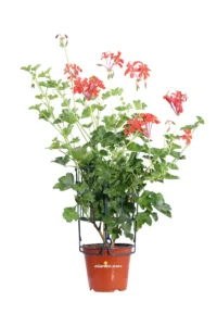 Geranio Parigino - Pelargonium Peltatum Rosso v14 egarden.store online