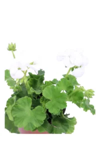 Geranio Zonale Bianco v14 egarden.store online