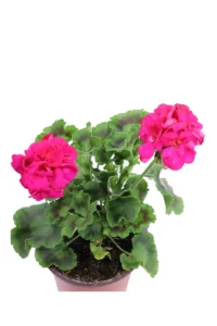 Geranio Zonale Fucsia v14 egarden.store online