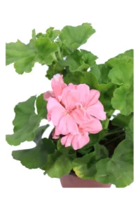 Geranio Zonale Rosa v14 egarden.store online