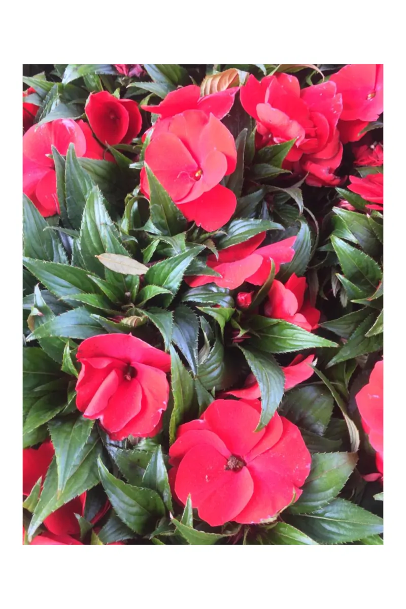 Impatiens Nuova Guinea v14 egarden.store online