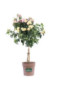Lantana Camara Lilla Alberello v18 egarden.store online