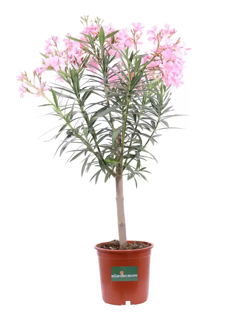 Oleandro Alberello - Nerium Oleander Magaly v21 egarden.store online