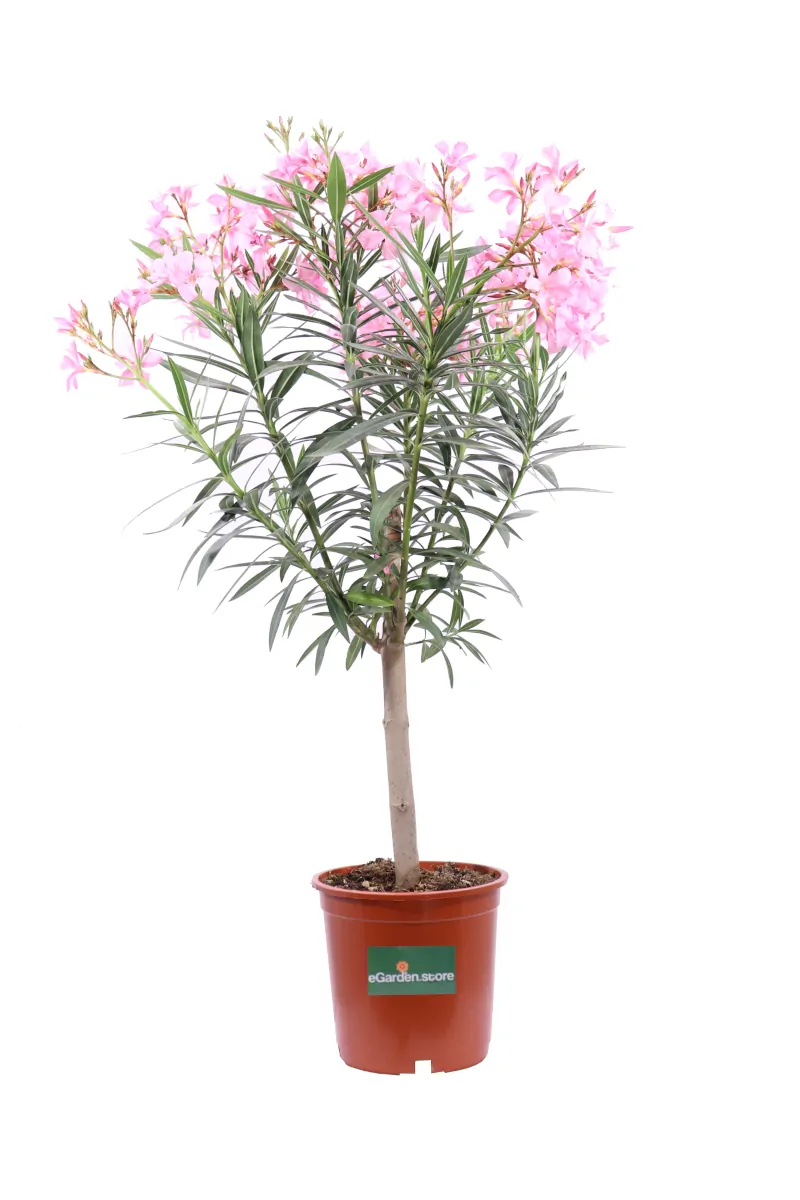 Oleandro Alberello - Nerium Oleander Magaly v21 egarden.store online