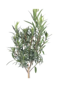 Oleandro Alberello - Nerium Oleander Magaly