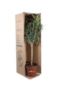 Oleandro Alberello - Nerium Oleander Magaly