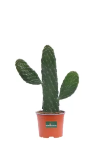 Opuntia Rubescens Consolea v12 egarden.store online