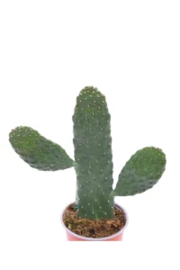Opuntia Rubescens Consolea v12 egarden.store online