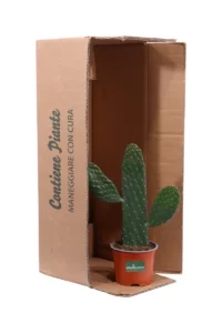 Opuntia Rubescens Consolea v12 egarden.store online