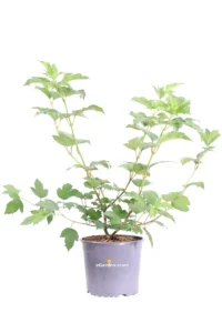 Palla di Neve - Viburnum Opulus Roseum v19 egarden.store online