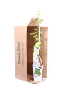 Partenocisso Tricuspidata Green Spring v15 egarden.store 3 Vite Canadese - Partenocisso Green Spring